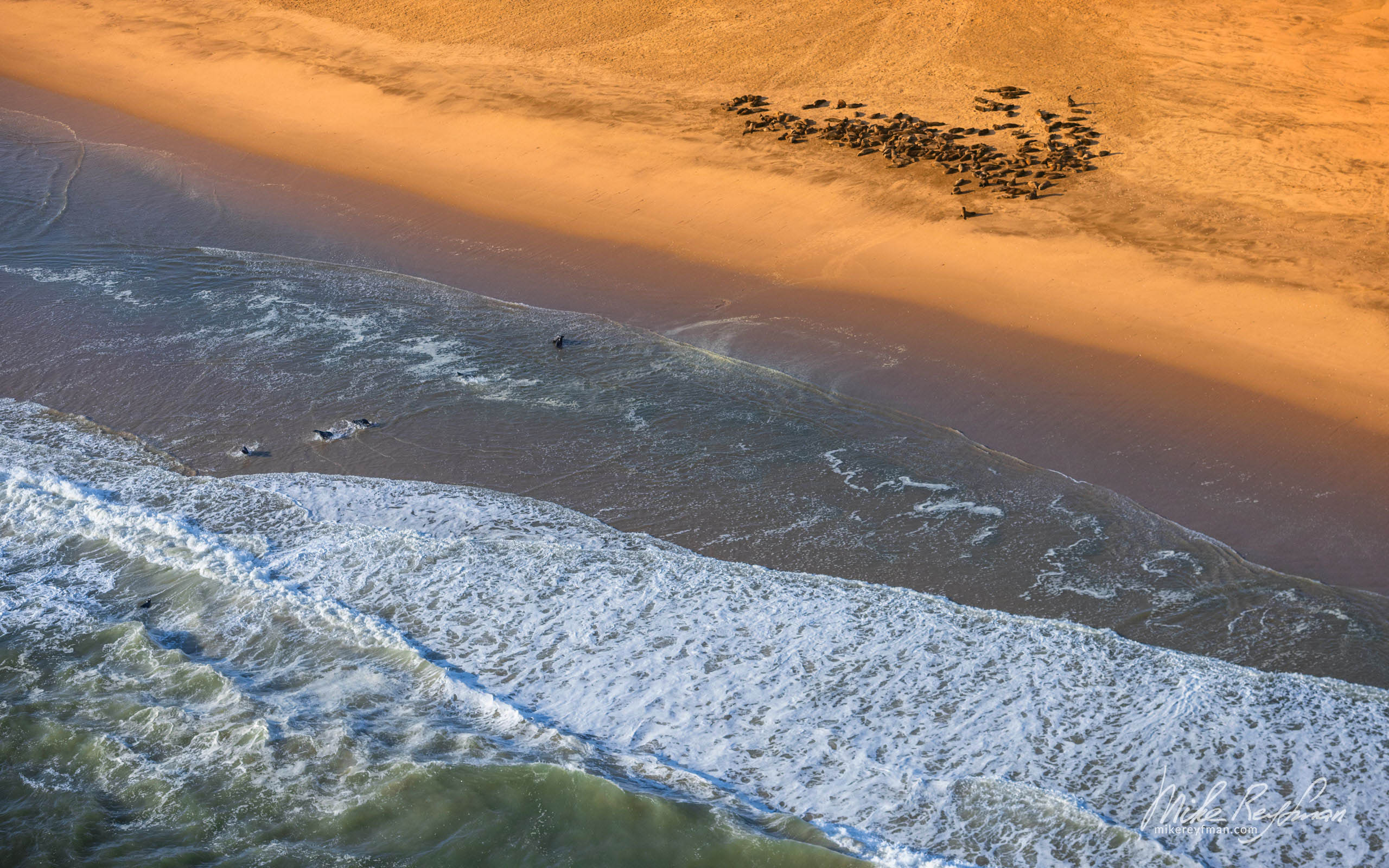 Cape Fur Seals. Namib Skeleton Coast National Park, Namibia SCW_033_10N4571 - Shipwrecks and Endless Dunes of Namib Skeleton Coast NP, Dense ocean fogs of the Benguela Current, Cape Fur seals, and Walvis Bay Salt Works. Namibia.  - Mike Reyfman Photography