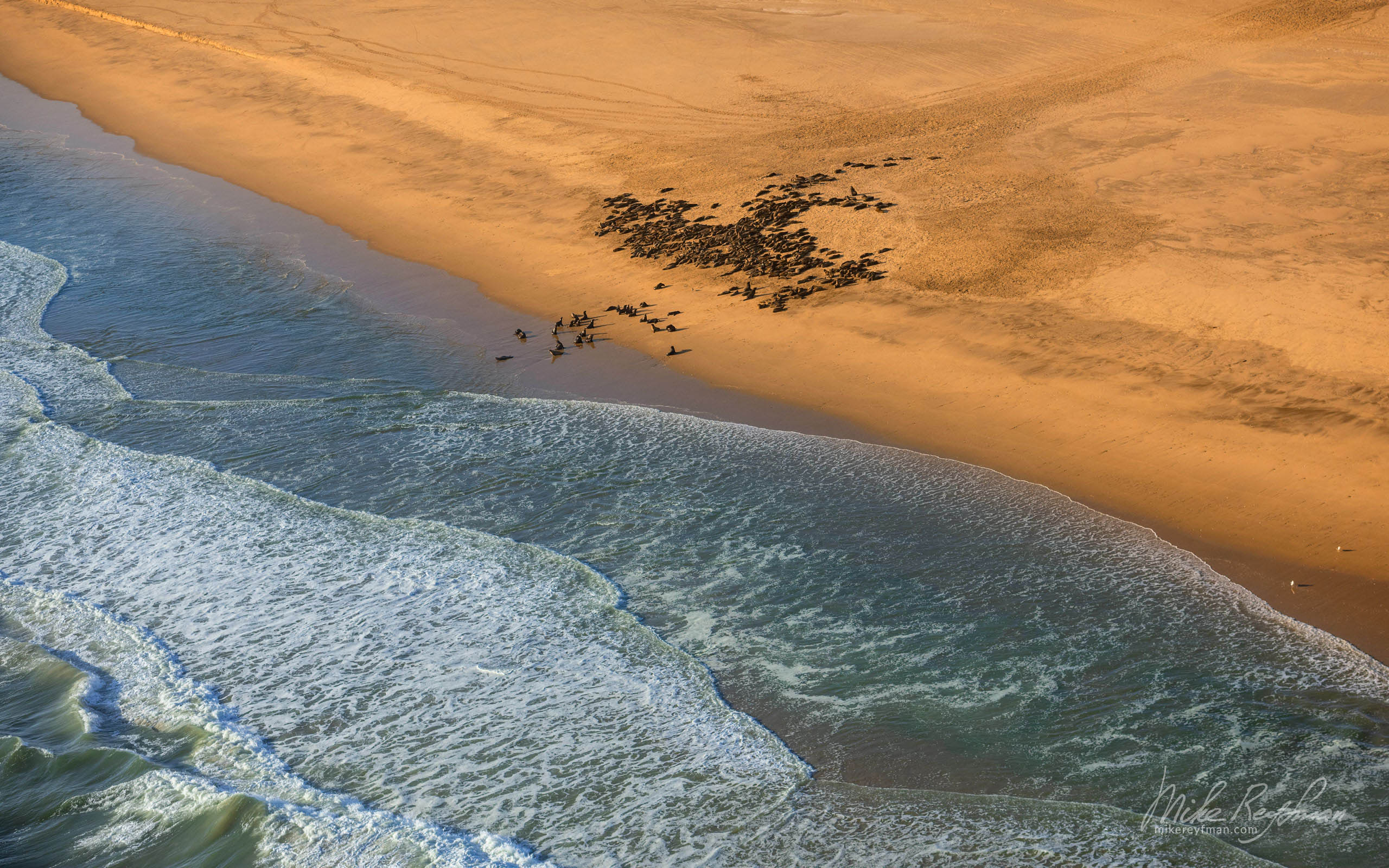 Cape Fur Seals. Namib Skeleton Coast National Park, Namibia SCW_034_10N4572 - Shipwrecks and Endless Dunes of Namib Skeleton Coast NP, Dense ocean fogs of the Benguela Current, Cape Fur seals, and Walvis Bay Salt Works. Namibia.  - Mike Reyfman Photography