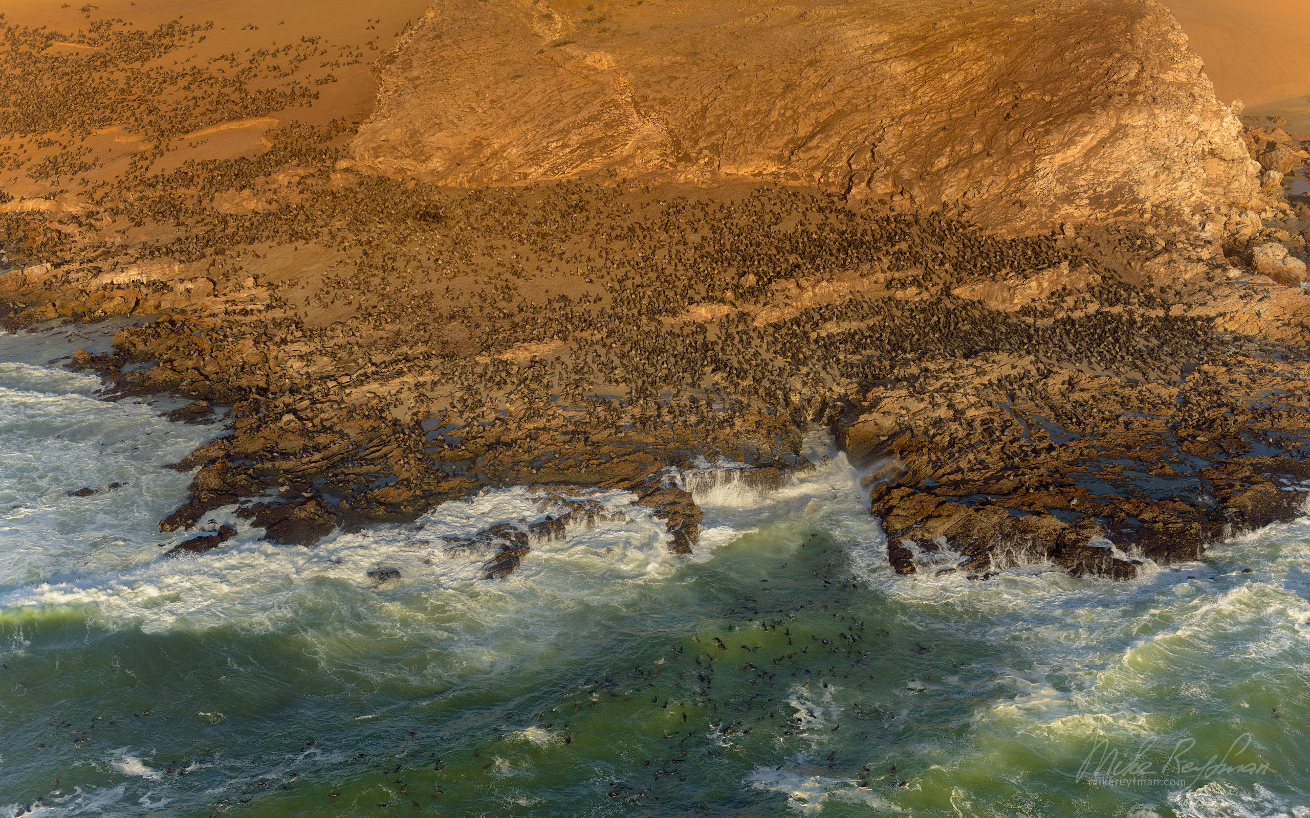 Cape Fur Seals. Namib Skeleton Coast National Park, Namibia SCW_036_10N2996 - Shipwrecks and Endless Dunes of Namib Skeleton Coast NP, Dense ocean fogs of the Benguela Current, Cape Fur seals, and Walvis Bay Salt Works. Namibia.  - Mike Reyfman Photography