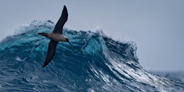 Drake-Passage-Aerobatics.-Light-mantled-Sooty-Albatrosse-(Phoebetria-palpebrata)-riding-waves-in-Drake-Passage.