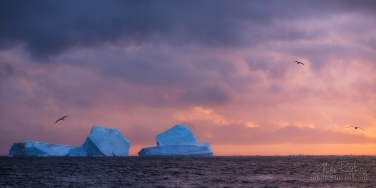 Bergs-and-Albatrosses-in-the-Antarctic-Sound.