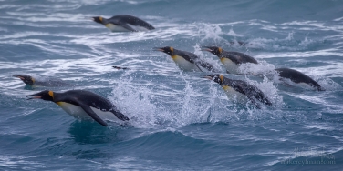 King-Penguin-foraging-at-sea-near-South-Georgia-Island,-South-Atlantic