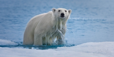 Polar-Bear-climbs-onto-an-ice-floe-along-Spitsbergen-coast.-Svalbard,-Norway.