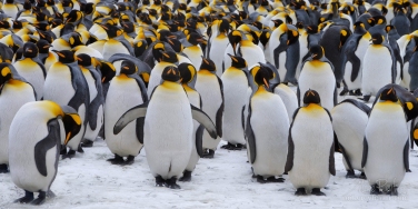 King-Penguin-(Aptenodytes-patagonicus)-Colony,-Salisbury-Plain,-South-Georgia,-Sub-Antarctic