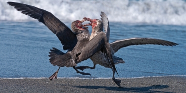 Clash-of-the-Giants.-Antarctic-Giant-Petrels-(Macronectes-giganteus)-fighting-on-St.-Andrews-Bay,-South-Georgia,-Sub-Antarctic.