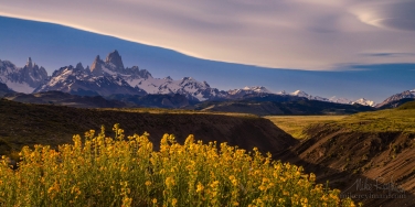 Patagonia-splines.-Native-to-Patagonia-Paramela-flowers-(Adesmia-boronioides)-on-Las-Vueltas-River-canyon-overlook.-Fitzroy-and-Cerro-Torre-massifs-on-the-background.