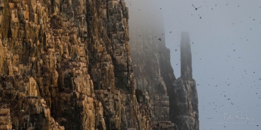 Tens-of-thousands-of-Brünnich\'s-Guillemots-nest-on-dolerite-towers-of-Alkefjellet---The-Bird-Mountain.-Hinlopenstretet,-Spitsbergen,-Svalbard