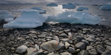 Gentoo-Penguin-walking-ashore-after-foraging-at-sea.-Port-Lockroy-Harbor,-Wiencke-Island,-Palmer-Archipelago,-Antarctic
