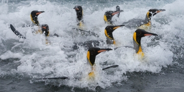 King-Penguin-(Aptenodytes-patagonicus)-coming-ashore-after-foraging-at-sea.-Salisbury-Plain,-South-Georgia-Island,-South-Atlantic