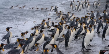 King-Penguin-(Aptenodytes-patagonicus)-crowding-ashore-after-foraging-at-sea.-Salisbury-Plain,-South-Georgia-Island,-South-Atlantic