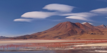 James\'s-Flamingo,-Phoenicoparrus-jamesi,-on-Laguna-Colorada,-Colorada-Lake-or-red-laggon