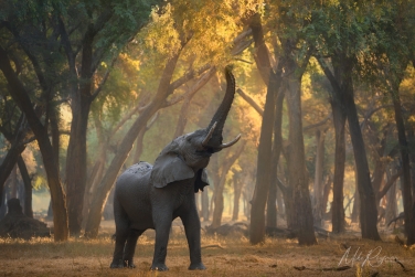 South-Luangwa-and-Lower-Zambezi-Zambia-001 South Luangwa & Lower Zambezi Photo Safari, Zambia |  Big Cats & Enchanted Winterthorn Forest |  | Photo Tour with Mike Reyfman