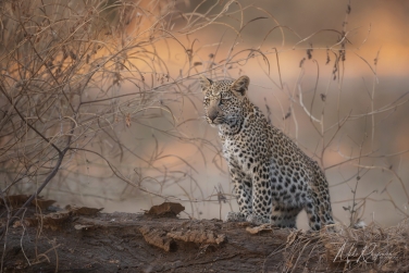 South-Luangwa-and-Lower-Zambezi-Zambia-002 South Luangwa & Lower Zambezi Photo Safari, Zambia |  Big Cats & Enchanted Winterthorn Forest |  | Photo Tour with Mike Reyfman