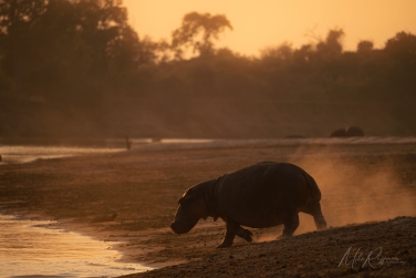 South-Luangwa-and-Lower-Zambezi-Zambia-005 South Luangwa & Lower Zambezi Photo Safari, Zambia |  Big Cats & Enchanted Winterthorn Forest |  | Photo Tour with Mike Reyfman