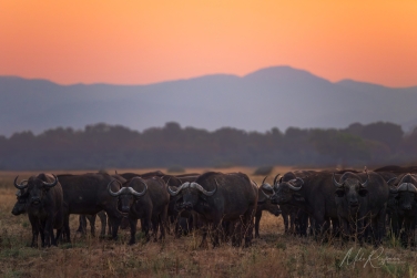 South-Luangwa-and-Lower-Zambezi-Zambia-006 South Luangwa & Lower Zambezi Photo Safari, Zambia |  Big Cats & Enchanted Winterthorn Forest |  | Photo Tour with Mike Reyfman
