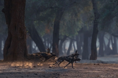 South-Luangwa-and-Lower-Zambezi-Zambia-007 South Luangwa & Lower Zambezi Photo Safari, Zambia |  Big Cats & Enchanted Winterthorn Forest |  | Photo Tour with Mike Reyfman