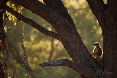 South-Luangwa-and-Lower-Zambezi-Zambia-008 South Luangwa & Lower Zambezi Photo Safari, Zambia |  Big Cats & Enchanted Winterthorn Forest |  | Photo Tour with Mike Reyfman