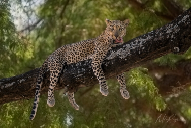South-Luangwa-and-Lower-Zambezi-Zambia-009 South Luangwa & Lower Zambezi Photo Safari, Zambia |  Big Cats & Enchanted Winterthorn Forest |  | Photo Tour with Mike Reyfman
