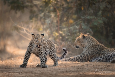 South-Luangwa-and-Lower-Zambezi-Zambia-012 South Luangwa & Lower Zambezi Photo Safari, Zambia |  Big Cats & Enchanted Winterthorn Forest |  | Photo Tour with Mike Reyfman
