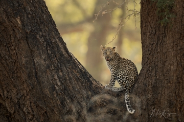 South-Luangwa-and-Lower-Zambezi-Zambia-013 South Luangwa & Lower Zambezi Photo Safari, Zambia |  Big Cats & Enchanted Winterthorn Forest |  | Photo Tour with Mike Reyfman