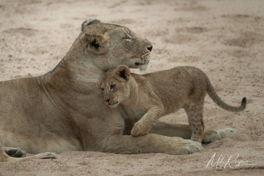 South-Luangwa-and-Lower-Zambezi-Zambia-014 South Luangwa & Lower Zambezi Photo Safari, Zambia |  Big Cats & Enchanted Winterthorn Forest |  | Photo Tour with Mike Reyfman
