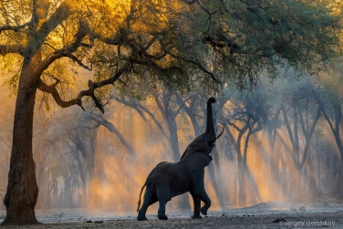 South-Luangwa-and-Lower-Zambezi-Zambia-019 South Luangwa & Lower Zambezi Photo Safari, Zambia |  Big Cats & Enchanted Winterthorn Forest |  | Photo Tour with Mike Reyfman