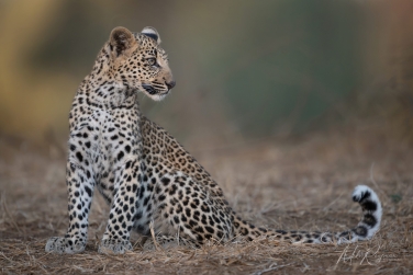South-Luangwa-and-Lower-Zambezi-Zambia-020 South Luangwa & Lower Zambezi Photo Safari, Zambia |  Big Cats & Enchanted Winterthorn Forest |  | Photo Tour with Mike Reyfman
