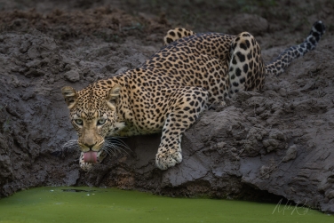 South-Luangwa-and-Lower-Zambezi-Zambia-021 South Luangwa & Lower Zambezi Photo Safari, Zambia |  Big Cats & Enchanted Winterthorn Forest |  | Photo Tour with Mike Reyfman