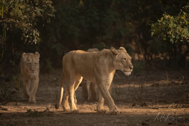 South-Luangwa-and-Lower-Zambezi-Zambia-022 South Luangwa & Lower Zambezi Photo Safari, Zambia |  Big Cats & Enchanted Winterthorn Forest |  | Photo Tour with Mike Reyfman
