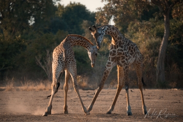 South-Luangwa-and-Lower-Zambezi-Zambia-023 South Luangwa & Lower Zambezi Photo Safari, Zambia |  Big Cats & Enchanted Winterthorn Forest |  | Photo Tour with Mike Reyfman