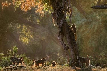 South-Luangwa-and-Lower-Zambezi-Zambia-024 South Luangwa & Lower Zambezi Photo Safari, Zambia |  Big Cats & Enchanted Winterthorn Forest |  | Photo Tour with Mike Reyfman