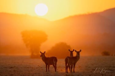 South-Luangwa-and-Lower-Zambezi-Zambia-025 South Luangwa & Lower Zambezi Photo Safari, Zambia |  Big Cats & Enchanted Winterthorn Forest |  | Photo Tour with Mike Reyfman