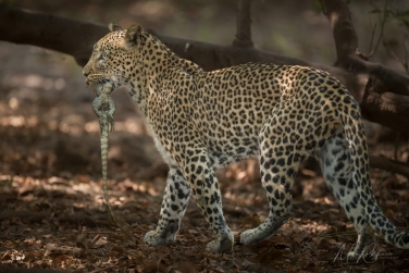 South-Luangwa-and-Lower-Zambezi-Zambia-029 South Luangwa & Lower Zambezi Photo Safari, Zambia |  Big Cats & Enchanted Winterthorn Forest |  | Photo Tour with Mike Reyfman