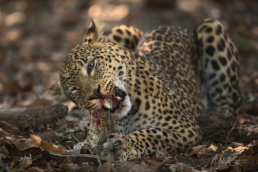 South-Luangwa-and-Lower-Zambezi-Zambia-030 South Luangwa & Lower Zambezi Photo Safari, Zambia |  Big Cats & Enchanted Winterthorn Forest |  | Photo Tour with Mike Reyfman