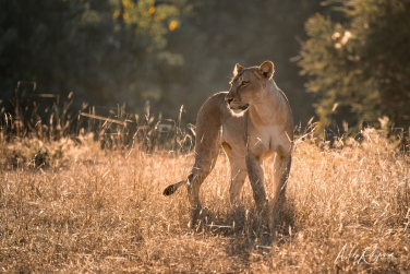 South-Luangwa-and-Lower-Zambezi-Zambia-031 South Luangwa & Lower Zambezi Photo Safari, Zambia |  Big Cats & Enchanted Winterthorn Forest |  | Photo Tour with Mike Reyfman