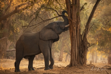 South-Luangwa-and-Lower-Zambezi-Zambia-036 South Luangwa & Lower Zambezi Photo Safari, Zambia |  Big Cats & Enchanted Winterthorn Forest |  | Photo Tour with Mike Reyfman