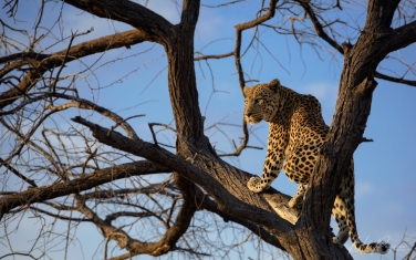 South-Luangwa-and-Lower-Zambezi-Zambia-037 South Luangwa & Lower Zambezi Photo Safari, Zambia |  Big Cats & Enchanted Winterthorn Forest |  | Photo Tour with Mike Reyfman