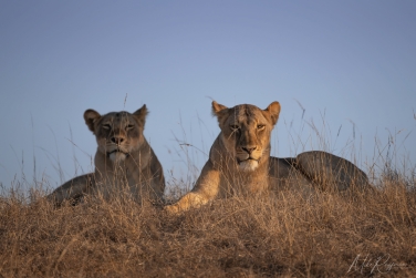 South-Luangwa-and-Lower-Zambezi-Zambia-038 South Luangwa & Lower Zambezi Photo Safari, Zambia |  Big Cats & Enchanted Winterthorn Forest |  | Photo Tour with Mike Reyfman