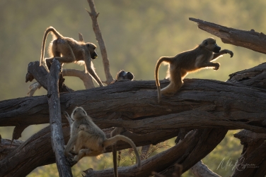 South-Luangwa-and-Lower-Zambezi-Zambia-039 South Luangwa & Lower Zambezi Photo Safari, Zambia |  Big Cats & Enchanted Winterthorn Forest |  | Photo Tour with Mike Reyfman