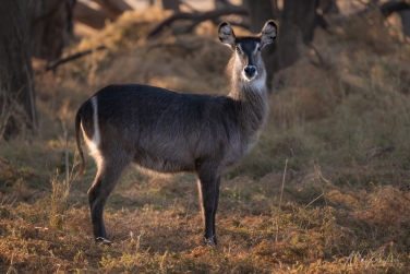 South-Luangwa-and-Lower-Zambezi-Zambia-041 South Luangwa & Lower Zambezi Photo Safari, Zambia |  Big Cats & Enchanted Winterthorn Forest |  | Photo Tour with Mike Reyfman