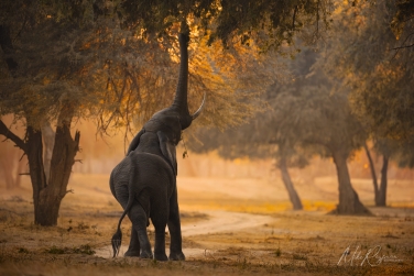 South-Luangwa-and-Lower-Zambezi-Zambia-044 South Luangwa & Lower Zambezi Photo Safari, Zambia |  Big Cats & Enchanted Winterthorn Forest |  | Photo Tour with Mike Reyfman