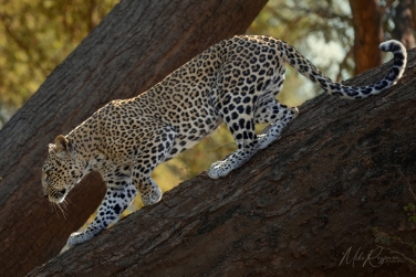 South-Luangwa-and-Lower-Zambezi-Zambia-045 South Luangwa & Lower Zambezi Photo Safari, Zambia |  Big Cats & Enchanted Winterthorn Forest |  | Photo Tour with Mike Reyfman