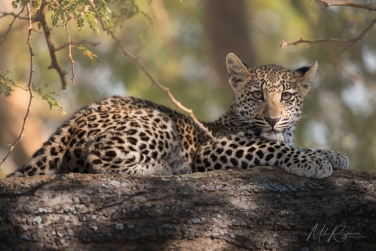 South-Luangwa-and-Lower-Zambezi-Zambia-046 South Luangwa & Lower Zambezi Photo Safari, Zambia |  Big Cats & Enchanted Winterthorn Forest |  | Photo Tour with Mike Reyfman
