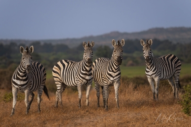 South-Luangwa-and-Lower-Zambezi-Zambia-049 South Luangwa & Lower Zambezi Photo Safari, Zambia |  Big Cats & Enchanted Winterthorn Forest |  | Photo Tour with Mike Reyfman