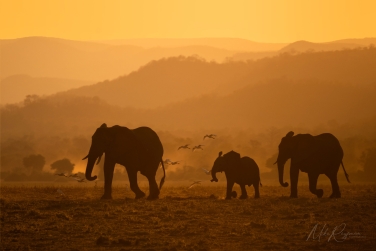 South-Luangwa-and-Lower-Zambezi-Zambia-050 South Luangwa & Lower Zambezi Photo Safari, Zambia |  Big Cats & Enchanted Winterthorn Forest |  | Photo Tour with Mike Reyfman