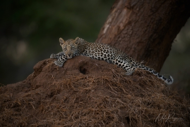 South-Luangwa-and-Lower-Zambezi-Zambia-052 South Luangwa & Lower Zambezi Photo Safari, Zambia |  Big Cats & Enchanted Winterthorn Forest |  | Photo Tour with Mike Reyfman