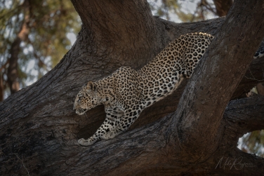 South-Luangwa-and-Lower-Zambezi-Zambia-053 South Luangwa & Lower Zambezi Photo Safari, Zambia |  Big Cats & Enchanted Winterthorn Forest |  | Photo Tour with Mike Reyfman