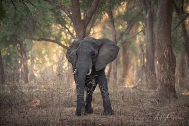 South-Luangwa-and-Lower-Zambezi-Zambia-057 South Luangwa & Lower Zambezi Photo Safari, Zambia |  Big Cats & Enchanted Winterthorn Forest |  | Photo Tour with Mike Reyfman