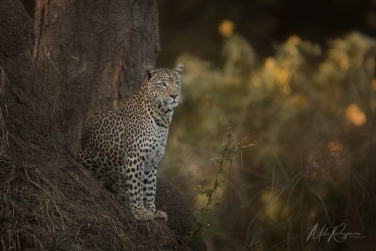 South-Luangwa-and-Lower-Zambezi-Zambia-058 South Luangwa & Lower Zambezi Photo Safari, Zambia |  Big Cats & Enchanted Winterthorn Forest |  | Photo Tour with Mike Reyfman