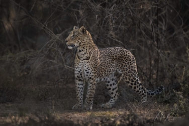 South-Luangwa-and-Lower-Zambezi-Zambia-062 South Luangwa & Lower Zambezi Photo Safari, Zambia |  Big Cats & Enchanted Winterthorn Forest |  | Photo Tour with Mike Reyfman